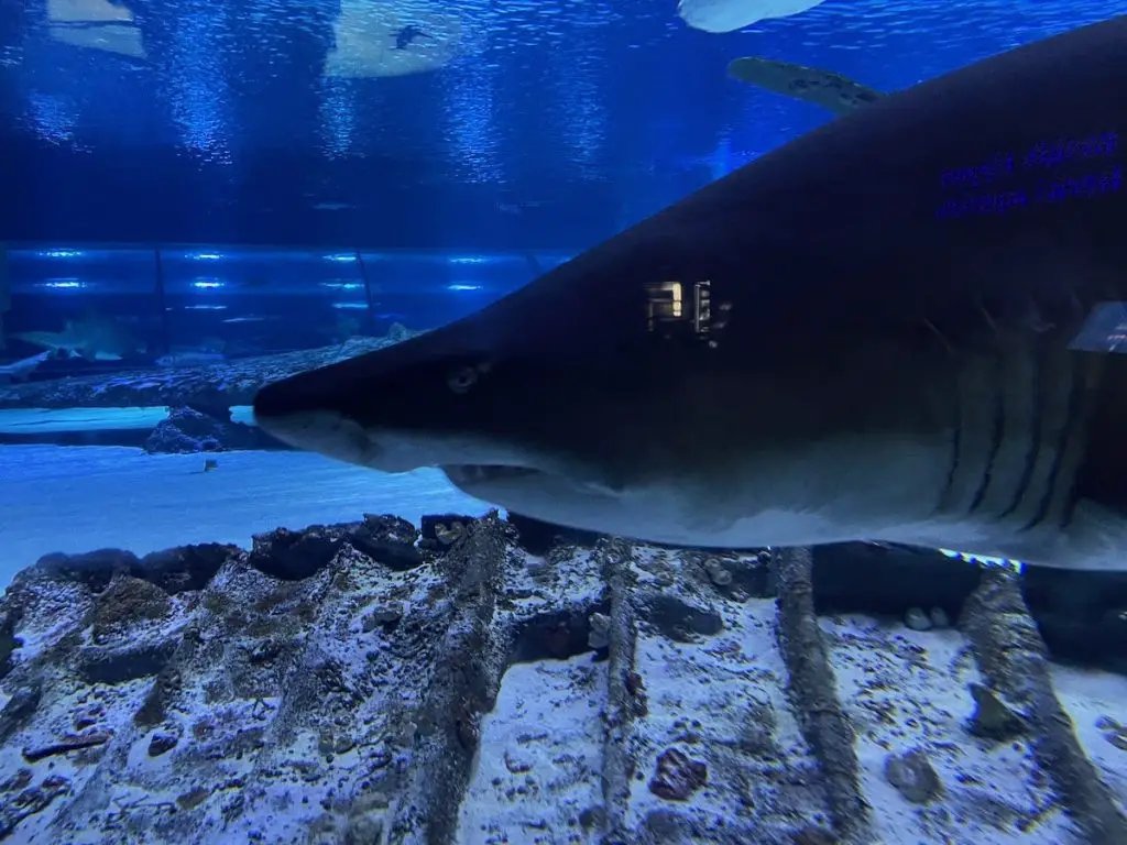 Antalya Aquarium Haie 2022 - Türkei Life