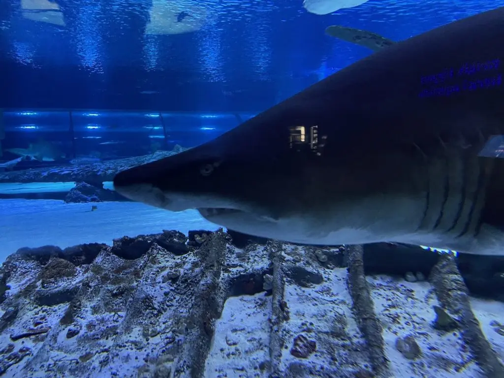Antalya Aquarium Haie 2025 - Türkei Life Antalya Aquarium Haie 2025 - Türkei Life