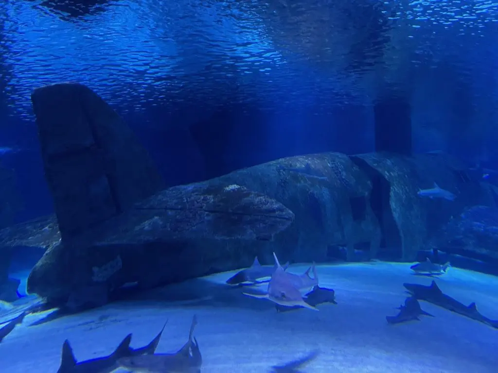 Antalya Aquarium Wrack 2025 - Türkei Life Antalya Aquarium Wrack 2025 - Türkei Life